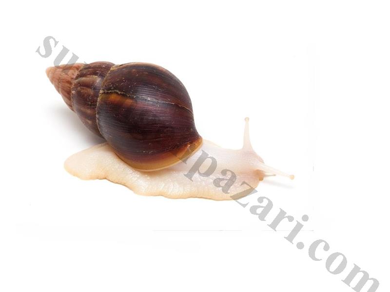 Dev Afrika Salyangoz Achatina Fulica Albino 0-1 cm
